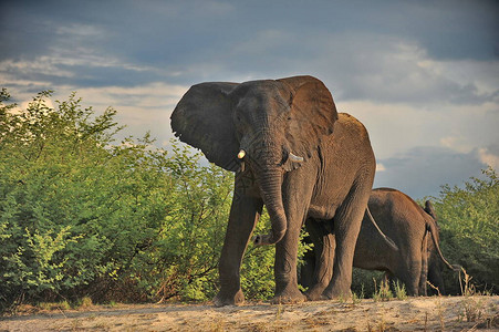 赞比西河两岸的大象图片