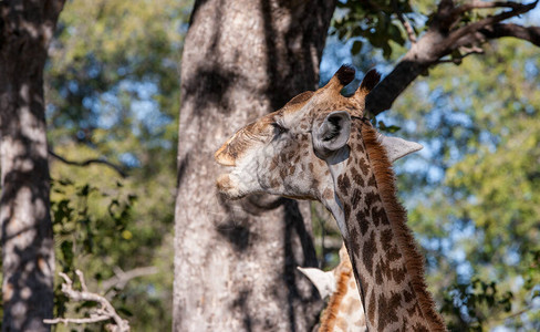 公园的GiraffeG图片