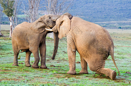 两头非洲灌木大象LoxodontaAfricana在南非自然保护区玩图片