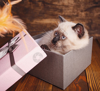 苏格兰直立猫奶油颜色作为设计元素的礼品包装Kitten图片