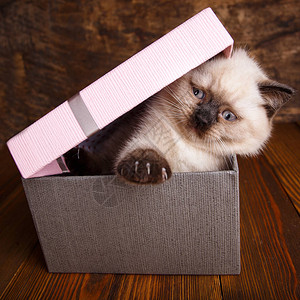 苏格兰直猫奶油色作为陈列柜设计的一个元素小猫在礼品盒里猫用爪子图片