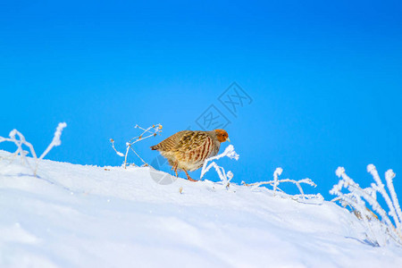 冬天和鹧鸪雪背景图片