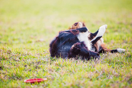 在绿草地上游荡着的野外玩耍可爱的小狗在公园里享受阳光灿烂的一天图片