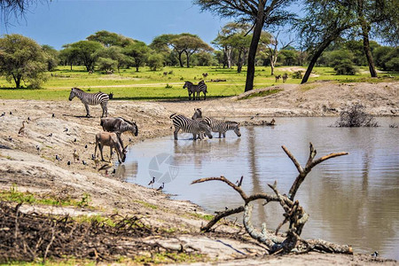 非洲大草原的野生动物非洲野生动物园坦桑尼亚阿鲁沙湖附近的非图片
