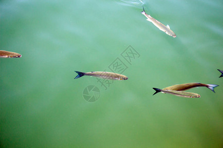 光头短壳鱼在奶油绿色黑水中图片