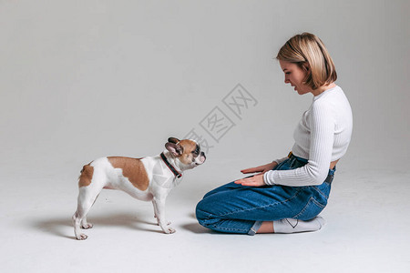 法国斗牛犬和他的女友穿着白色夹克在工作图片