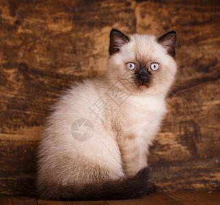 苏格兰直立的猫奶油颜色猫食品包装样板有黑刺和耳朵的小猫坐图片