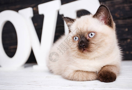 苏格兰直立的猫奶油颜色作为显示器设计的一个元素猫在黑暗背景上躺图片