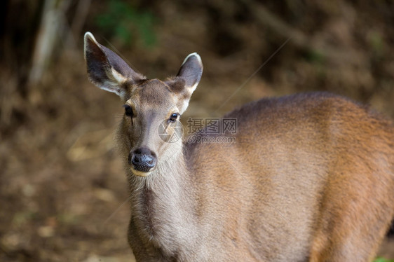 水鹿是原产于印度次大陆南部和东南亚的大型鹿图片