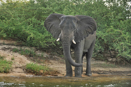 赞比西河两岸的大象图片