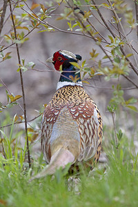 RingNeckedPheasant关闭了Prairie图片