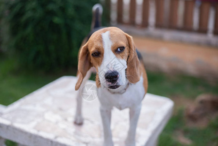 可爱的小狗猎犬站在白桌上图片