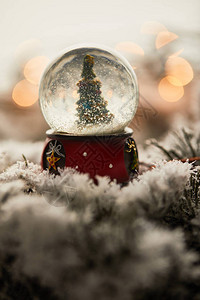 雪球中的小圣诞树站在雪中的云杉树枝图片