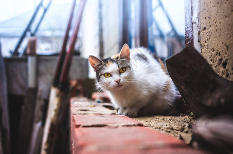 这只猫坐在一个寒冷的雨天建筑工地的背景上图片