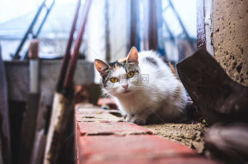 这只猫坐在一个寒冷的雨天建筑工地的背景上图片