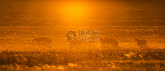 夕阳下野生动物中的野马图片