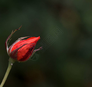 一朵红色的玫瑰花蕾等待阳光的抚摸背景图片