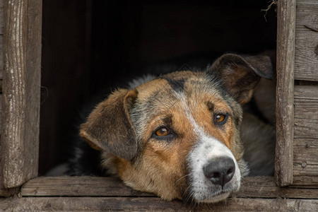 在狗收容所的狗窝庇护所中被遗弃的可悲图片