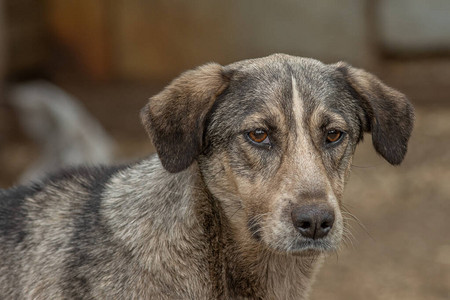 特写肖像悲伤无家可归者被遗弃的彩色棕狗户外图片