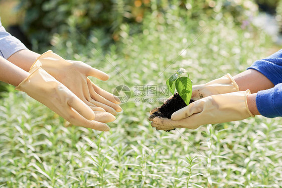 园艺手把育婴植物和土壤图片