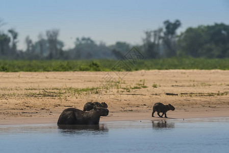 海滩上的Capybaras河岸宽亚巴河图片