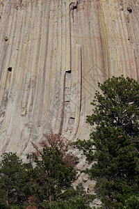 仔细看一眼垂直岩石的柱子和怀俄明州的魔鬼塔纪念碑底部有松树的横向裂缝图片