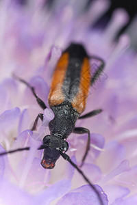 花朵长角甲虫斯特努雷拉米兰乌拉喂食田野的腐蚀动物图片