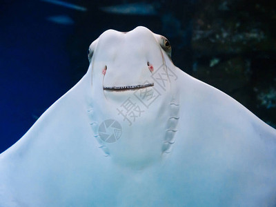 鱼黄貂鱼在玻璃水族箱上游泳并微笑图片