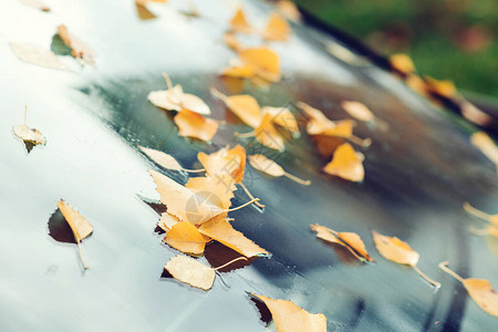车上覆盖着秋叶秋天的背景秋季多雨的天气图片
