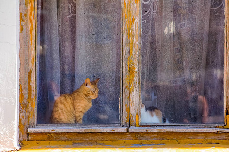 老虎和猫在旧木窗外的猫美丽的红猫坐着看背景