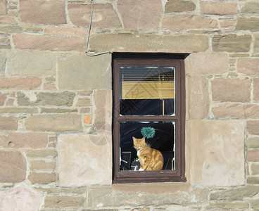 猫望着石屋的窗外图片