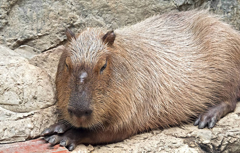 关闭CapybaraCapybara图片