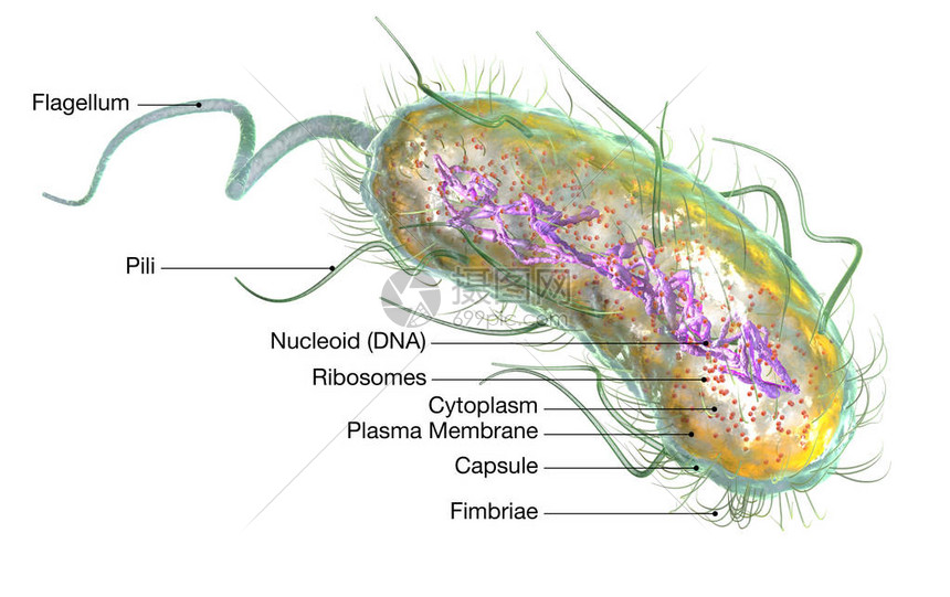 说明显示Esherichia大肠菌细大肠杆菌与核素RibocomesCytoplasmFlagellum和Fi图片