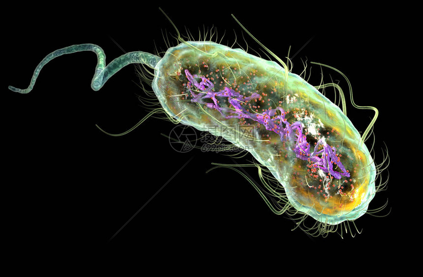 esherichia-ribocomescytoplasmflagellum-fi