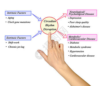 CircadianRhythm干扰图片