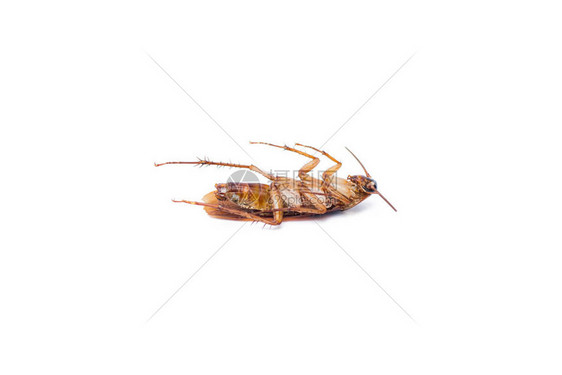 蟑螂孤立的白色背景图片