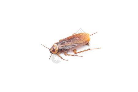蟑螂孤立的白色背景图片