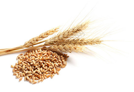 白色背景上有谷物的小麦穗图片