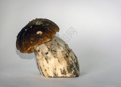 中背景上的白色蘑菇蘑菇采集时间图片