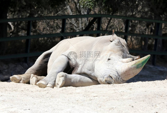 一只犀牛是Rhinocerotidae家族中现存的五种奇特乌龟图片