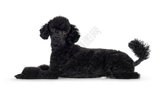 可爱的黑小狗图片