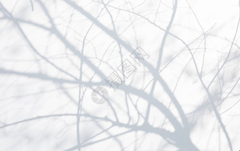 天然树叶枝落在白墙纹理上的抽象灰色阴影背景图片