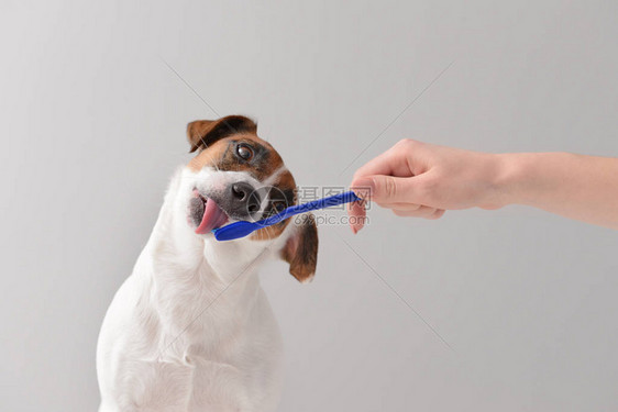 主人用浅色背景的刷子清洁可爱狗的牙齿图片