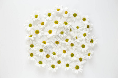 白上隔绝的黛西花朵平坦的秋春图片