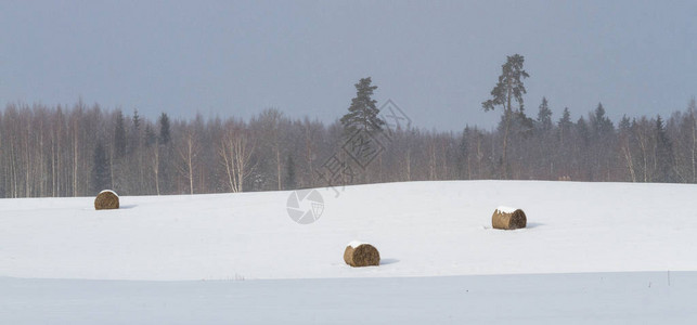 白雪皑的草地上的干草捆图片