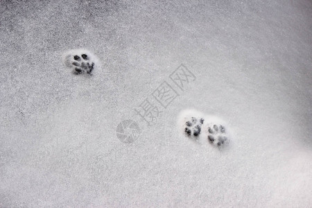 雪地壳足迹指纹痕图片