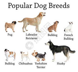 白色背景的可爱狗最流行的种背景图片