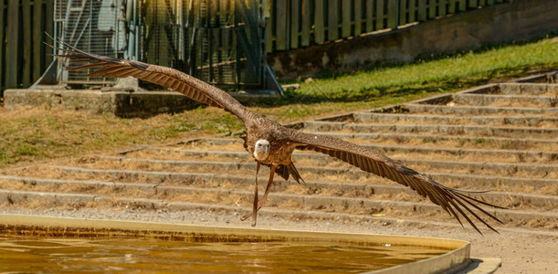秃鹫在动物园的水图片