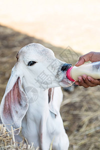 泰国农民为小白牛牲畜喂奶背景图片