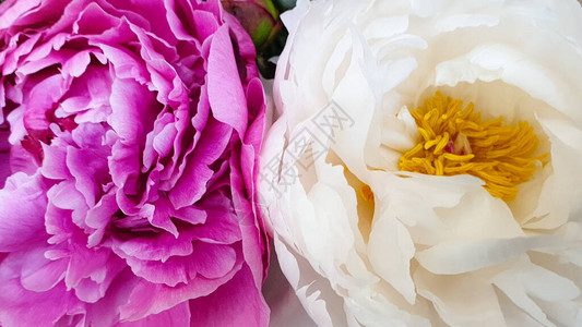 粉红色的牡丹花玫瑰特写背景图片